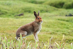 Mountain-Hare-Pictures