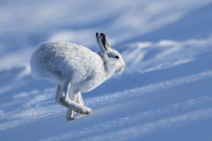 Winter-Mountain-Hare-Running-e1540218969696